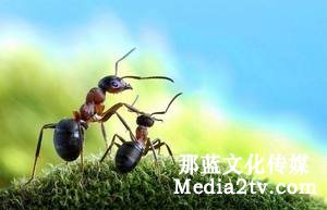 紀錄片表現中的三種鏡頭時態：過去，現在和將來