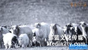 紀錄片部落-高清紀錄片下載:什么樣的紀錄片適合大銀幕？| 2018年度紀錄片不雅察